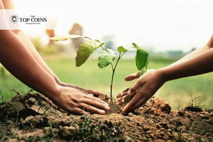 The Top Coins Team Helps with Reforestation