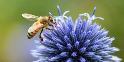                                                              Why We Need Bees To Survive
                                                         