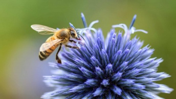                                              Why We Need Bees To Survive
                                         