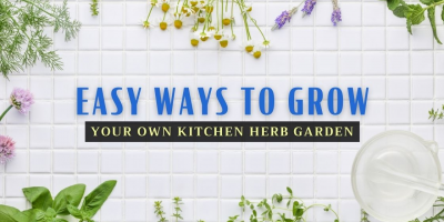                                                              How To Grow A Kitchen Herb Garden
                                                         