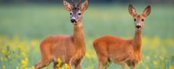                                                              10 Easy Ways You Can Participate in Australian Wildlife Week
                                                         