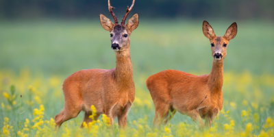                                                              10 Easy Ways You Can Participate in Australian Wildlife Week
                                                         