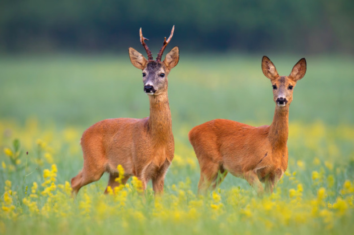                                              10 Easy Ways You Can Participate in Australian Wildlife Week
                                         