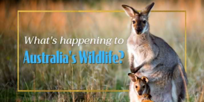                                                              IT'S AN EMERGENCY! What You Need To Know About Australia's Wildlife
                                                         