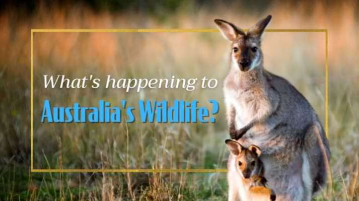                                              IT'S AN EMERGENCY! What You Need To Know About Australia's Wildlife
                                         